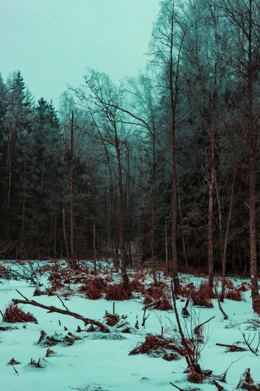 a forest filled with lots of trees covered in snow, an album cover, inspired by Elsa Bleda, unsplash contest winner, green and red radioactive swamp, twilight ; wide shot, teal aesthetic, german forest