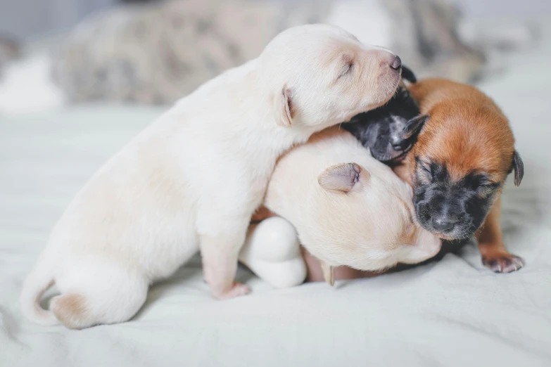 a couple of puppies laying on top of each other, pexels contest winner, romanticism, lots of pastel colour, pregnancy, white, thumbnail