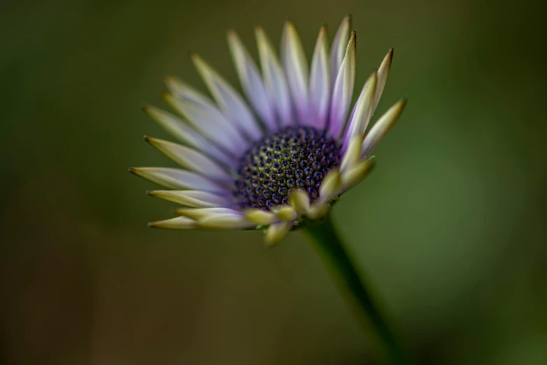 a close up of a flower with a blurry background, a macro photograph, by Eglon van der Neer, pexels contest winner, green and purple, ari aster, curved, australian wildflowers