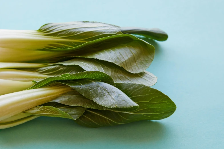 a bunch of baby bok cho on a blue surface, large leaves, extra crisp image, pale greens and whites, detailed product shot