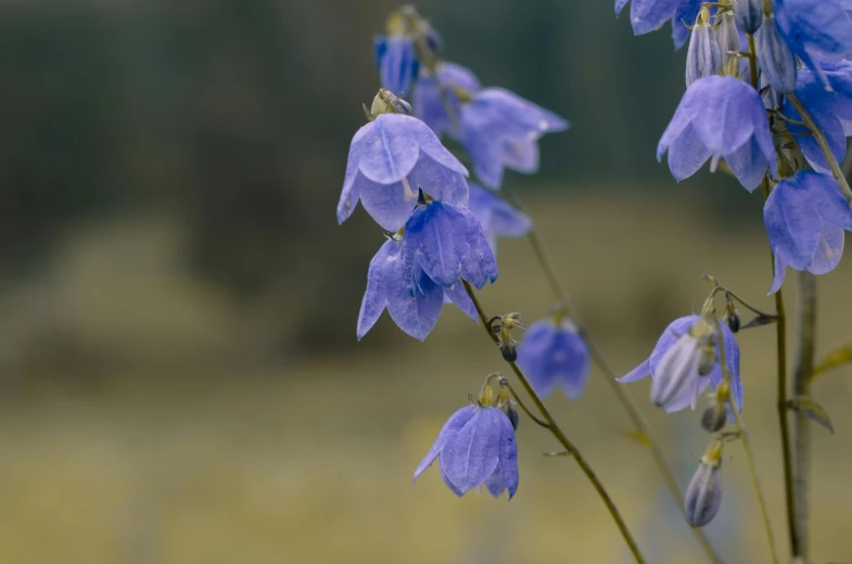 a close up of a bunch of purple flowers, a portrait, unsplash, dripping blue natural iwakura, bells, meadows, pale blue