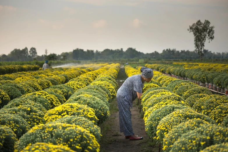 a man standing in a field of yellow flowers, by Jan Tengnagel, pexels contest winner, process art, villagers busy farming, chrysanthemums, vietnamese woman, maintenance photo