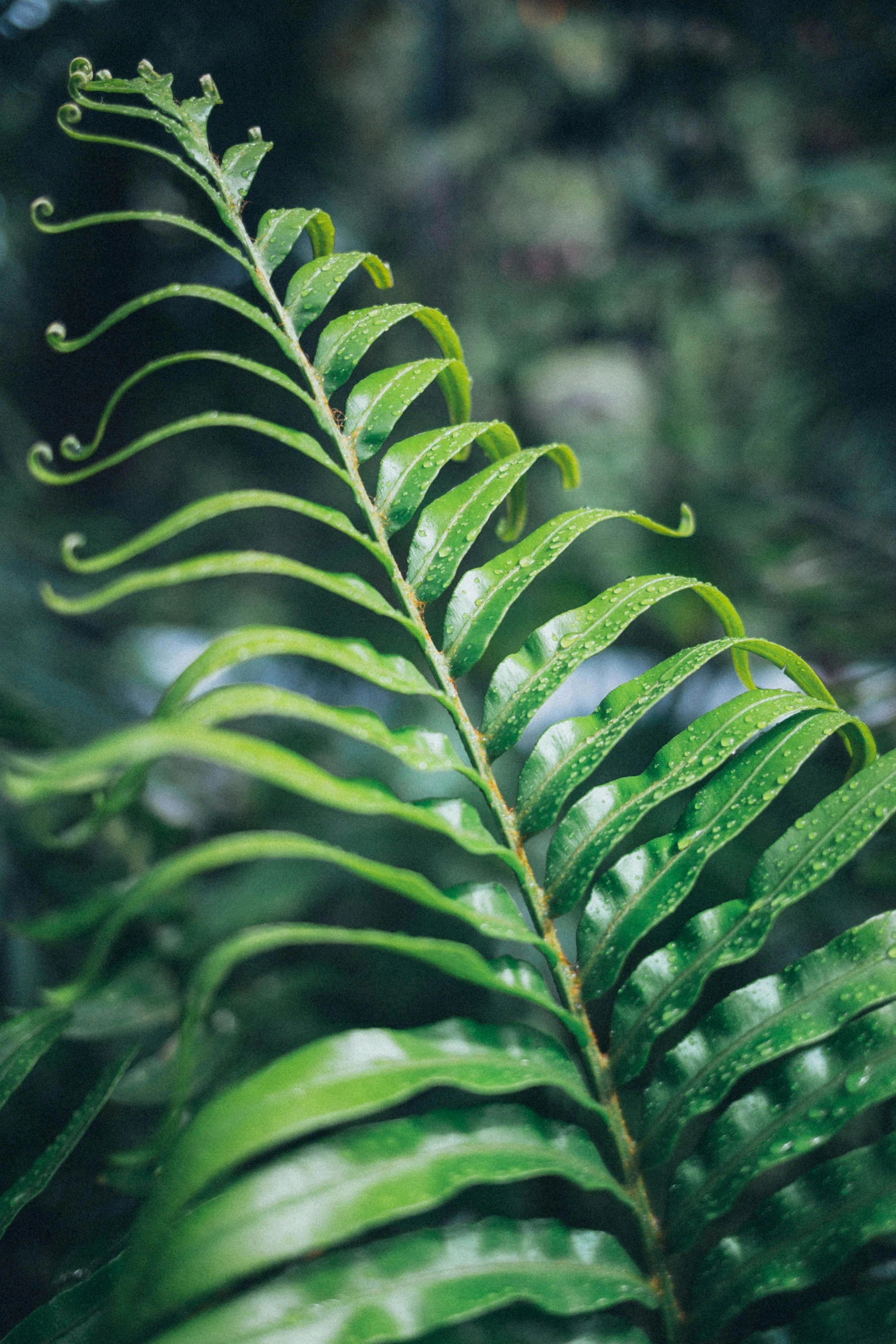 a close up of a fern leaf, next to a plant, cloud forest, multiple stories, olive