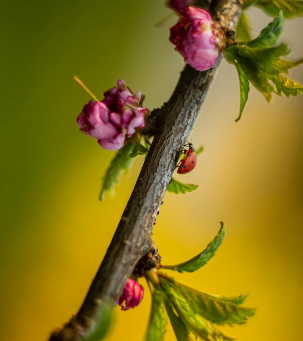 a close up of a flower on a tree branch, a macro photograph, by Matthias Weischer, unsplash, romanticism, nothofagus, pink bees, ai robot tendril remnants, today\'s featured photograph 4k