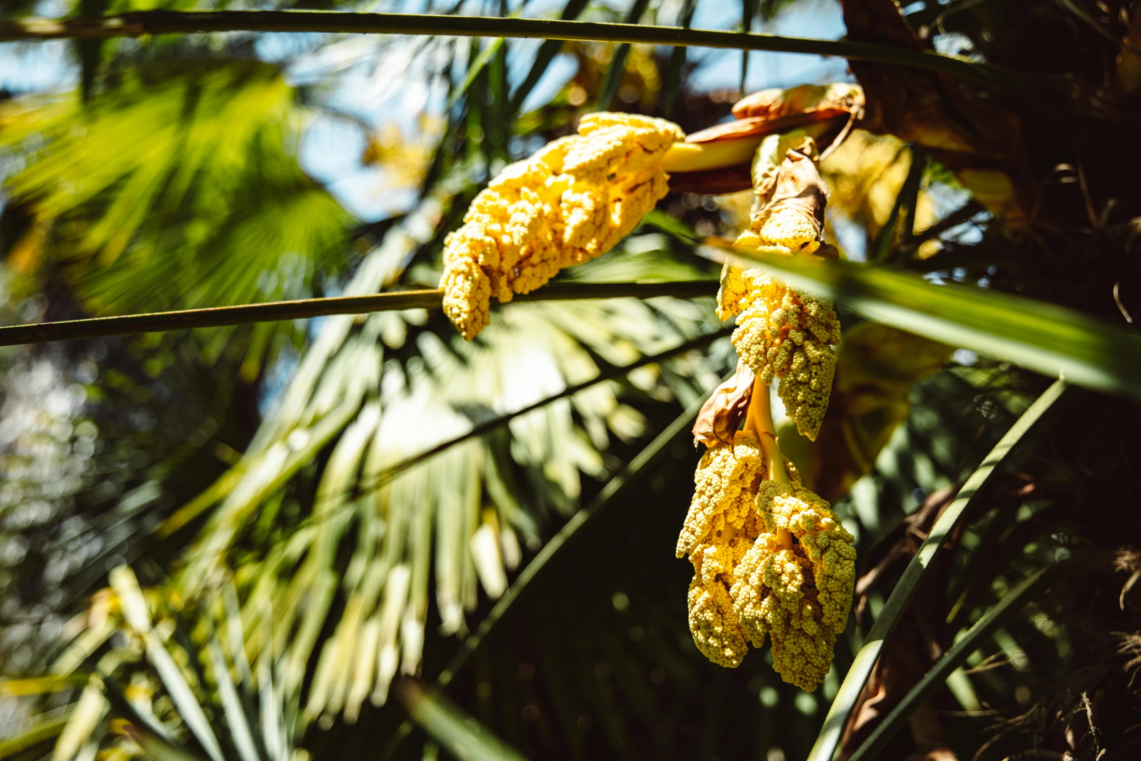 a close up of a bunch of bananas on a tree, by Julia Pishtar, unsplash, hurufiyya, dried flowers, coconut palms, in the sun, thumbnail