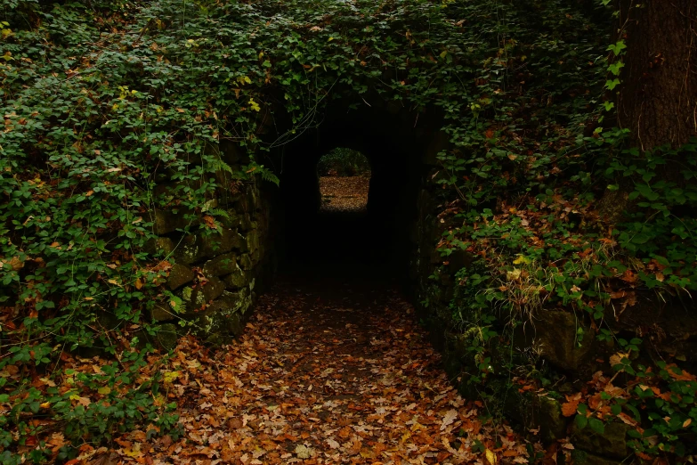 a tunnel in the middle of a forest covered in leaves, by Elsa Bleda, pexels contest winner, renaissance, sewer pipe entrance, dungeon, taken in the late 2000s, over the garden wall