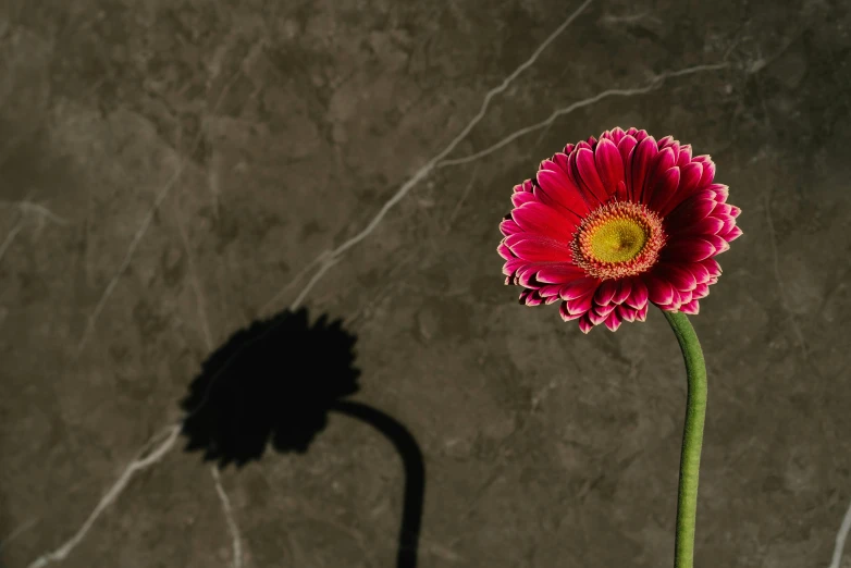 a close up of a flower in a vase, inspired by Robert Mapplethorpe, pexels contest winner, consist of shadow, giant daisy flower over head, flowers inside of a marble, shot on sony alpha dslr-a300