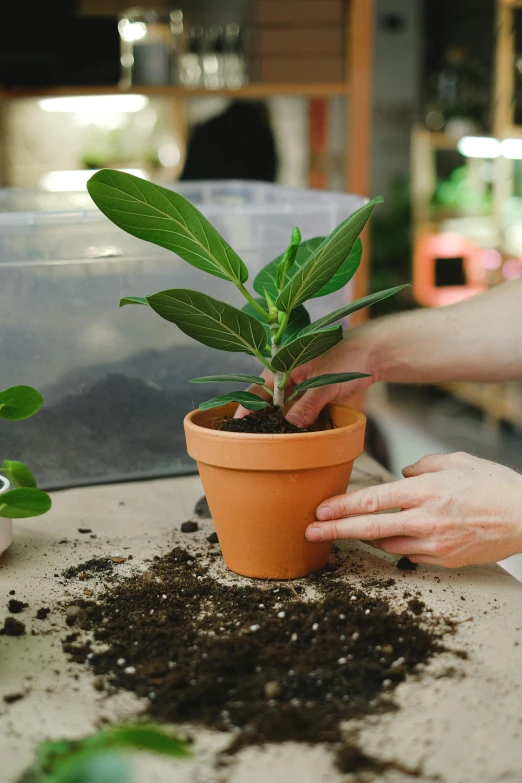 a person holding a pot with a plant in it, process art, magnolia big leaves and stems, in bloom greenhouse, rooted lineage, hands on counter