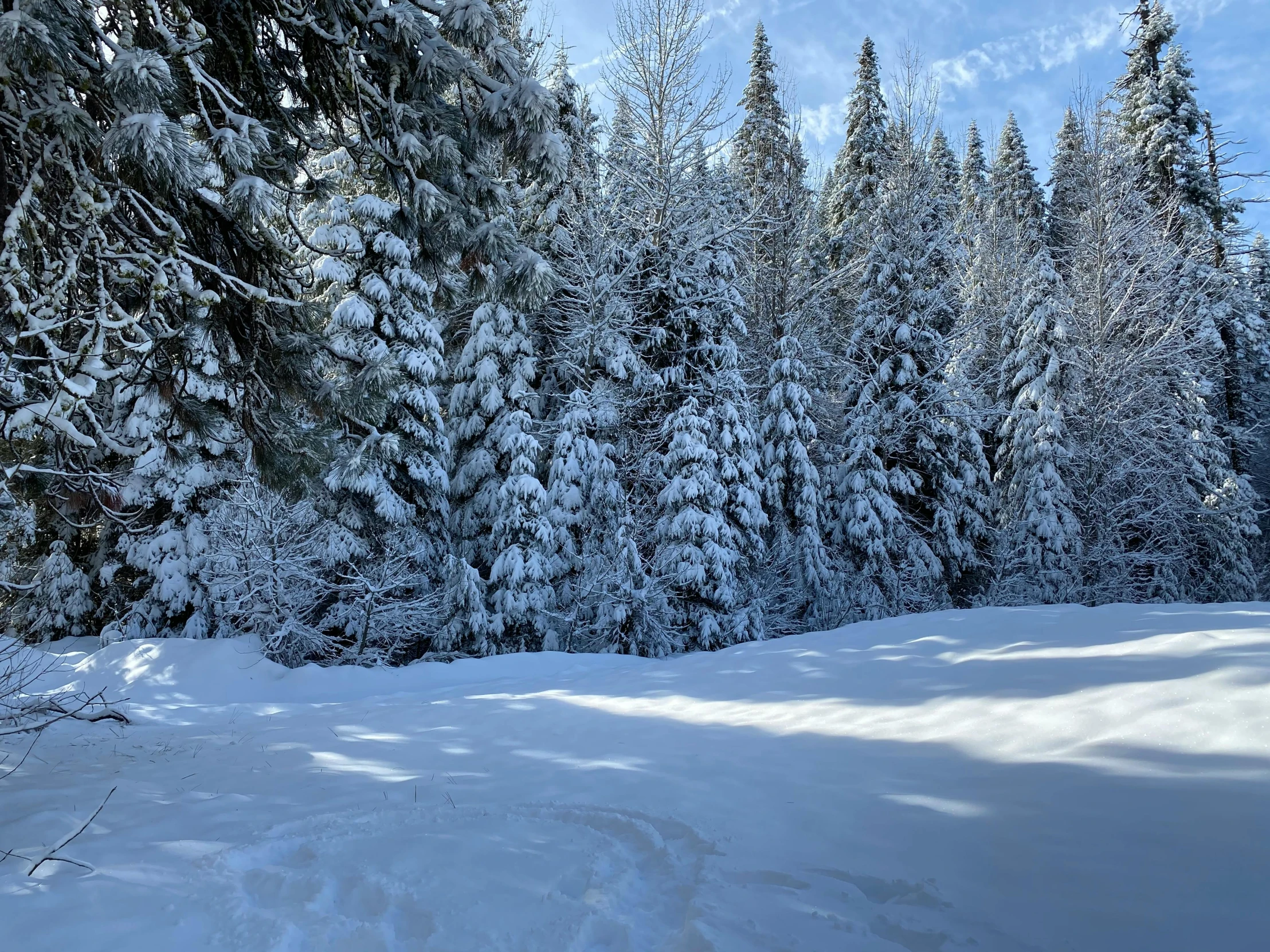 a snow covered forest filled with lots of trees, a picture, les nabis, profile image, sunny day time, ground-level view, carpathian mountains