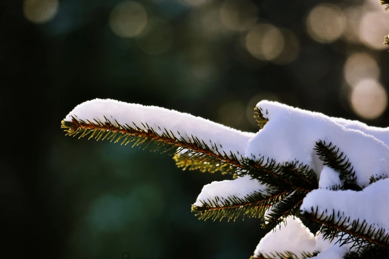 a close up of a pine tree covered in snow, pexels, hurufiyya, back - lit, thumbnail, modeled, a green