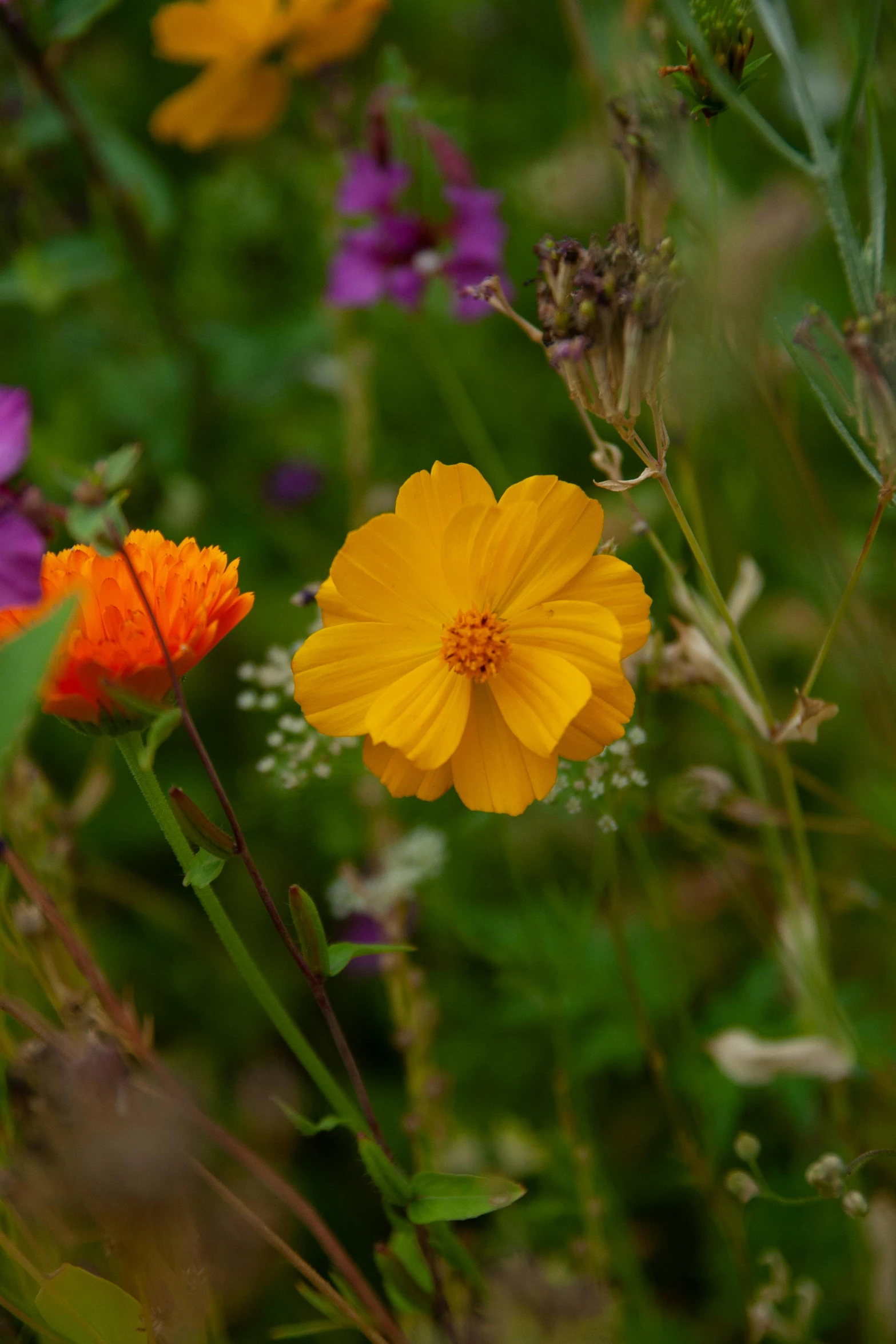 a close up of a bunch of flowers in a field, by Jessie Algie, pexels, yellow-orange, cosmos, smooth tiny details, various sizes