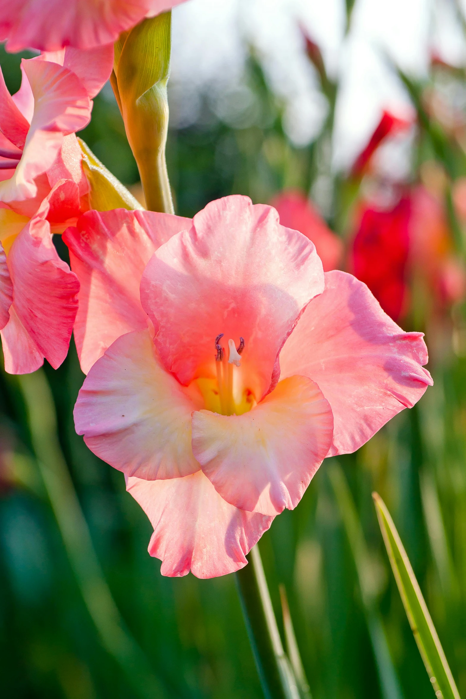 a close up of a bunch of pink flowers, wide irises, angel's trumpet, beautiful opalescent colours, award - winning