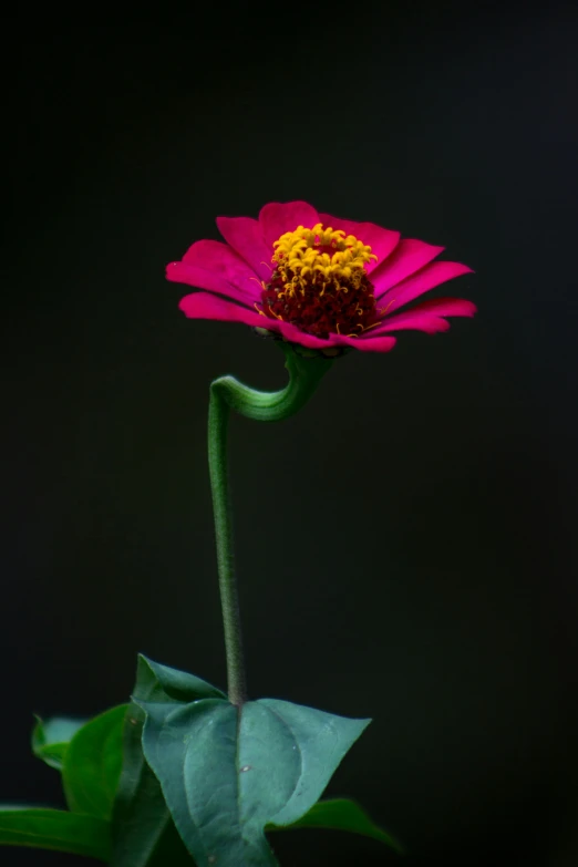 a single pink flower sitting on top of a green leaf, by Alison Geissler, unsplash, photorealism, standing with a black background, high resolution print :1 red, pink and yellow, bangalore