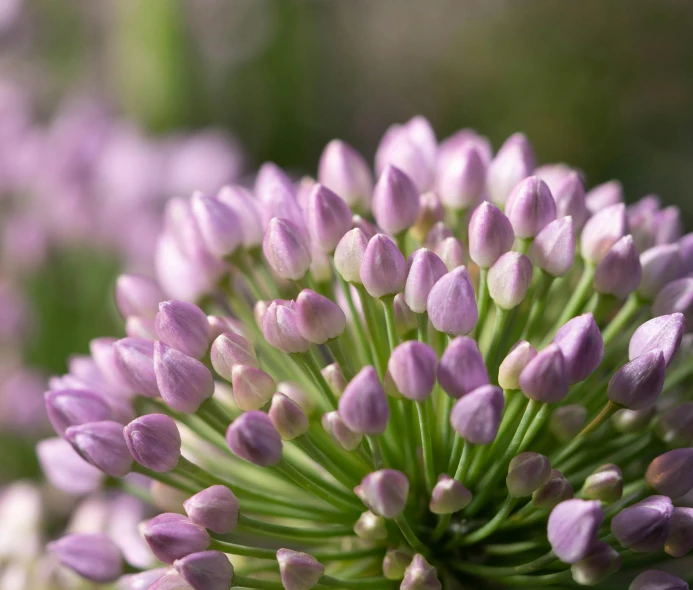 a close up of a bunch of purple flowers, by Julian Allen, flower buds, human onion hybrid, stunning quality, light purple