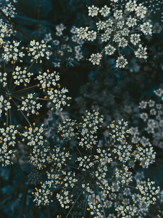 a close up of a plant with white flowers, inspired by Elsa Bleda, unsplash contest winner, generative art, night sky; 8k, gold and teal color scheme, hemlocks, shot on hasselblad