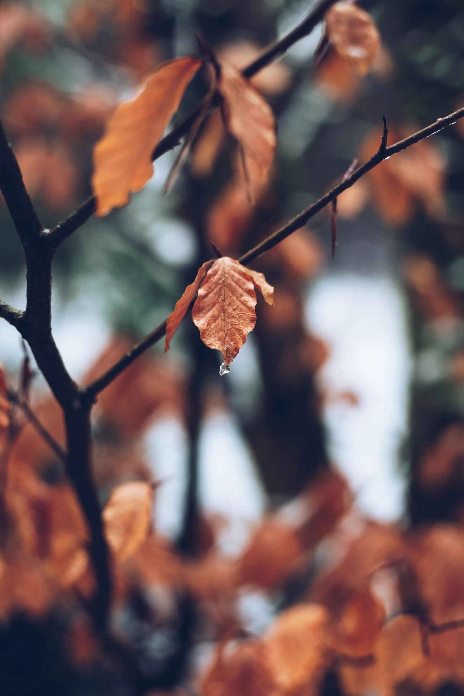 a tree that has some leaves on it, inspired by Elsa Bleda, trending on pexels, tear drops, brown, ( 3 1, music