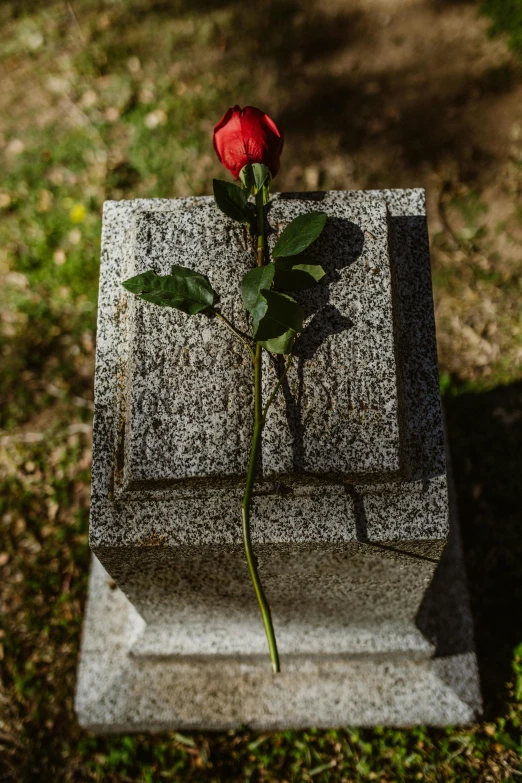 a single rose sitting on top of a stone block, graves, ignant, professionally done, traditional medium