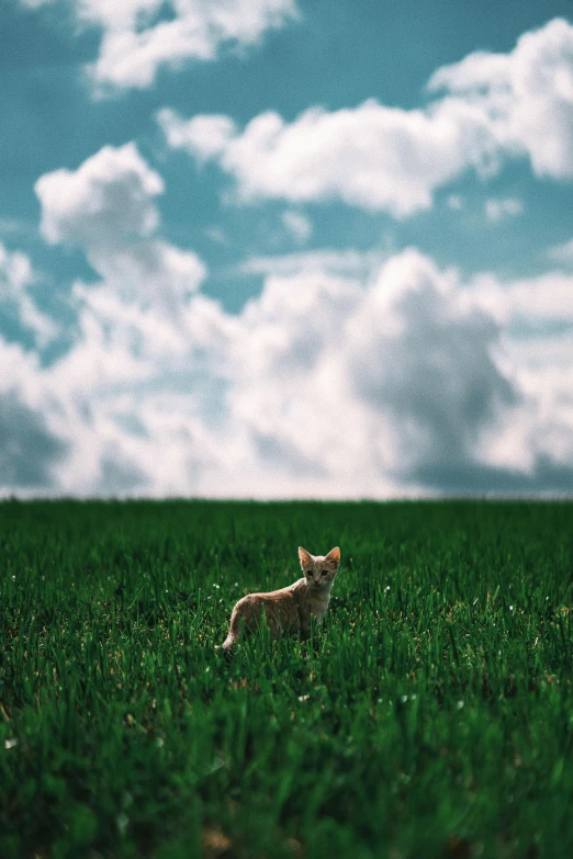 a cat sitting on top of a lush green field, miniature fox, epic clouds, 2019 trending photo, 5 0 0 px