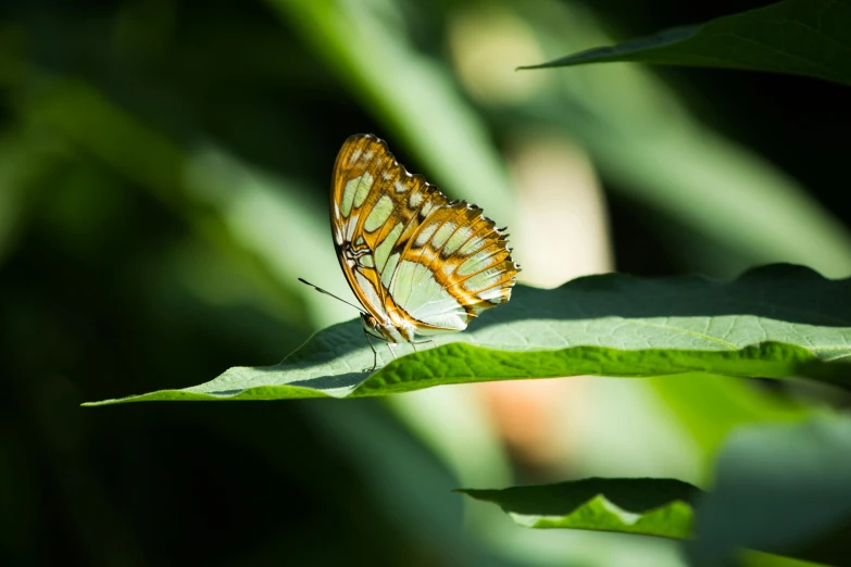 a close up of a butterfly on a leaf, by Peter Churcher, unsplash, hurufiyya, multiple stories, malachite, botanic garden, exterior shot