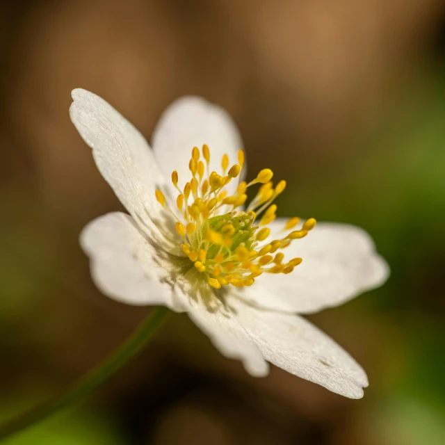 a close up of a white flower with a yellow center, a macro photograph, by Colin Middleton, unsplash, in a woodland glade, side profile view, paul barson, anemones