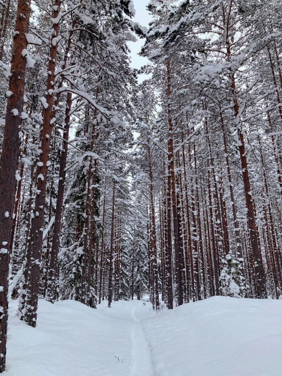 a forest filled with lots of snow covered trees, by Veikko Törmänen, hurufiyya, trees and pines everywhere, walking around in forest, up-close, ((forest))