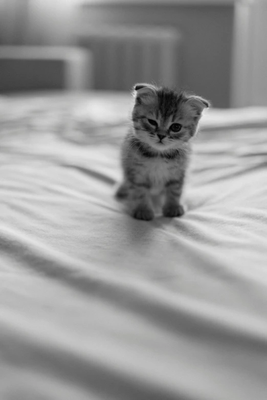 a small kitten sitting on top of a bed, by Felix-Kelly