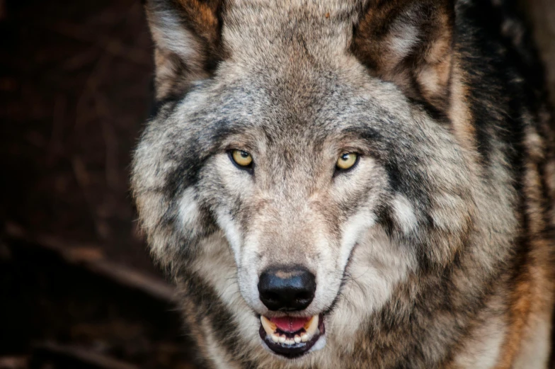a close up of a wolf looking at the camera, pexels contest winner, strong defined jaw, retarded wolf, best on adobe stock, grey