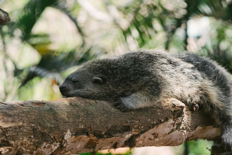 a close up of a small animal on a tree branch, an album cover, trending on pexels, sumatraism, sleeping, australian bush, badger, noot noot