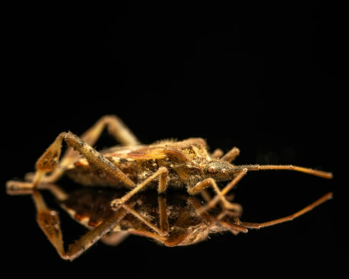 a close up of a bug on a black surface, a macro photograph, pexels contest winner, hurufiyya, on a reflective gold plate, a horned, halyomorpha halys, a small