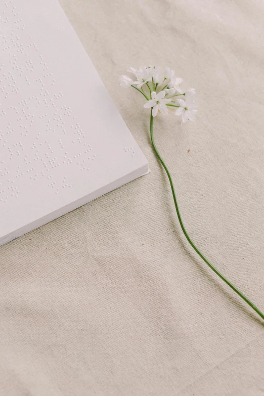 a book sitting on top of a bed next to a flower, postminimalism, textured base ; product photos, white freckles, drawn on white parchment paper, white splendid fabric