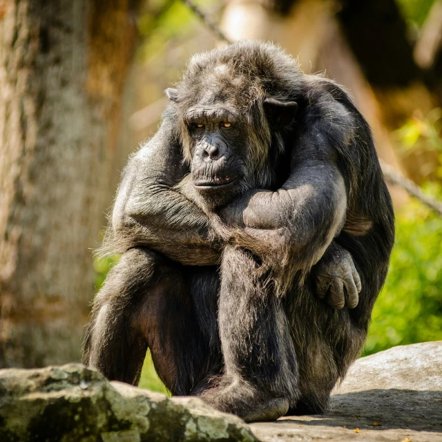 a close up of a monkey sitting on a rock, grumpy gorilla, photo taken in 2 0 2 0, fleshy person with extra limbs, black