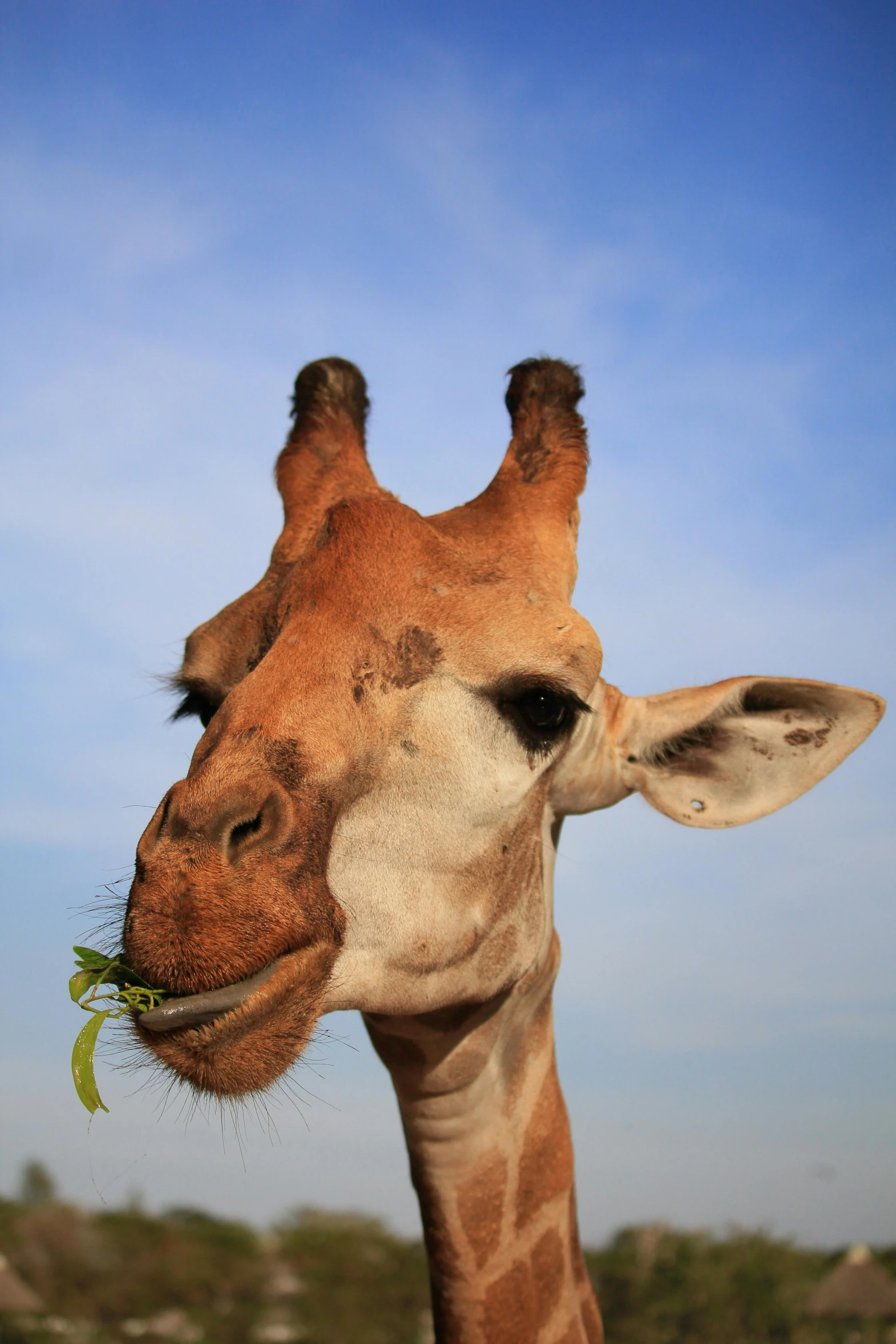 a close up of a giraffe with a leaf in its mouth, camel, tall forehead, having a snack, very tall