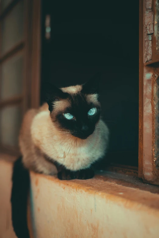 a siamese cat sitting in a window sill, unsplash, looking menacing, numerous dimly glowing eyes, 2019 trending photo