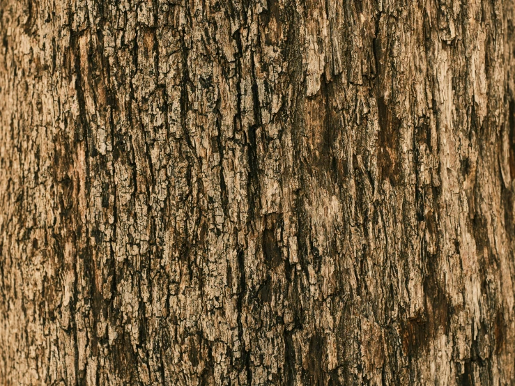 a close up of the bark of a tree, a digital rendering, black fine lines on warm brown, oak trees, black textured, miranda meeks