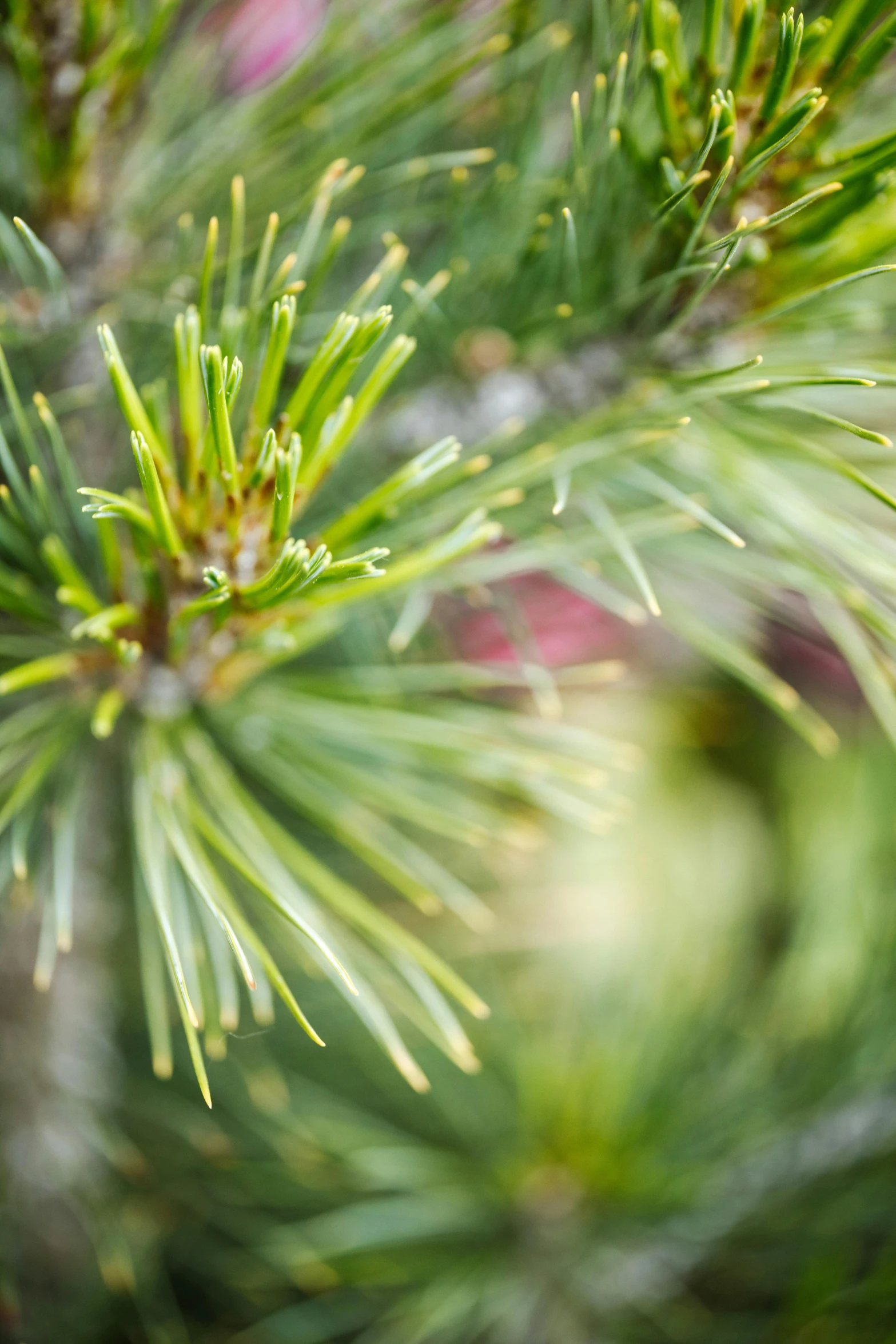 a close up of a pine tree branch, vibrant greenery outside, f / 2 0, fan favorite, multicoloured