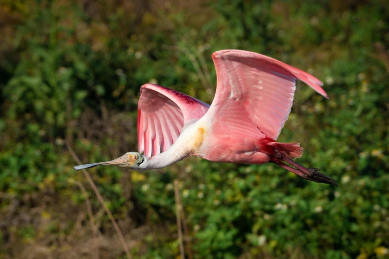 a bird that is flying in the air, some pink, in louisiana, fan favorite, audubon
