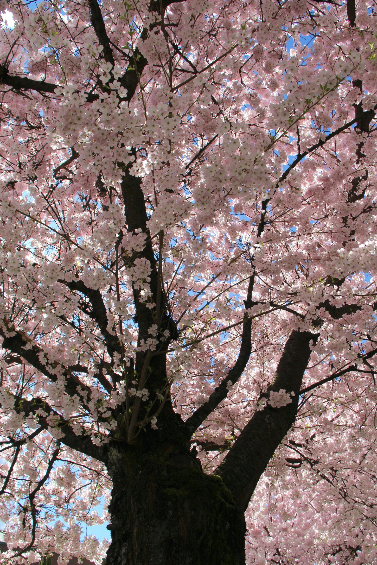 a large tree with lots of pink flowers, washington dc, viewed from the ground, zoomed in shots, jen yoon