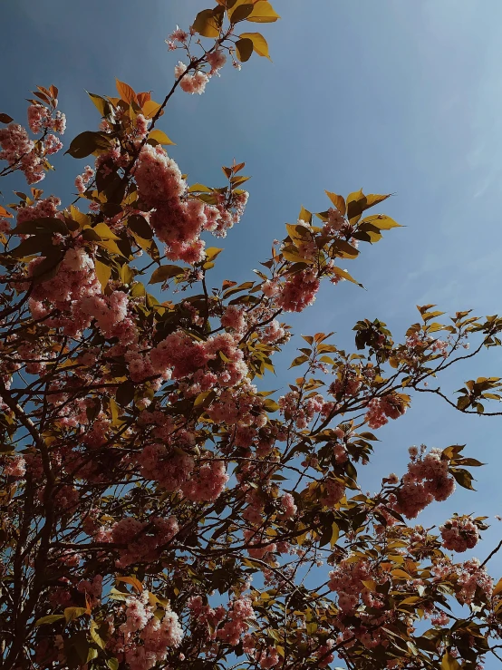 a tree with pink flowers in front of a blue sky, low quality photo, sun overhead, trending photo
