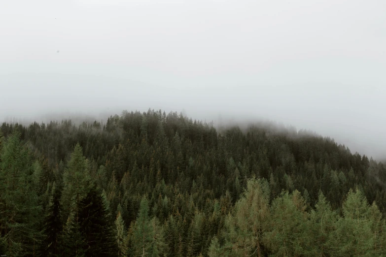 a forest filled with lots of green trees, a picture, by Emma Andijewska, gray sky, black fir, wide high angle view, grey sky