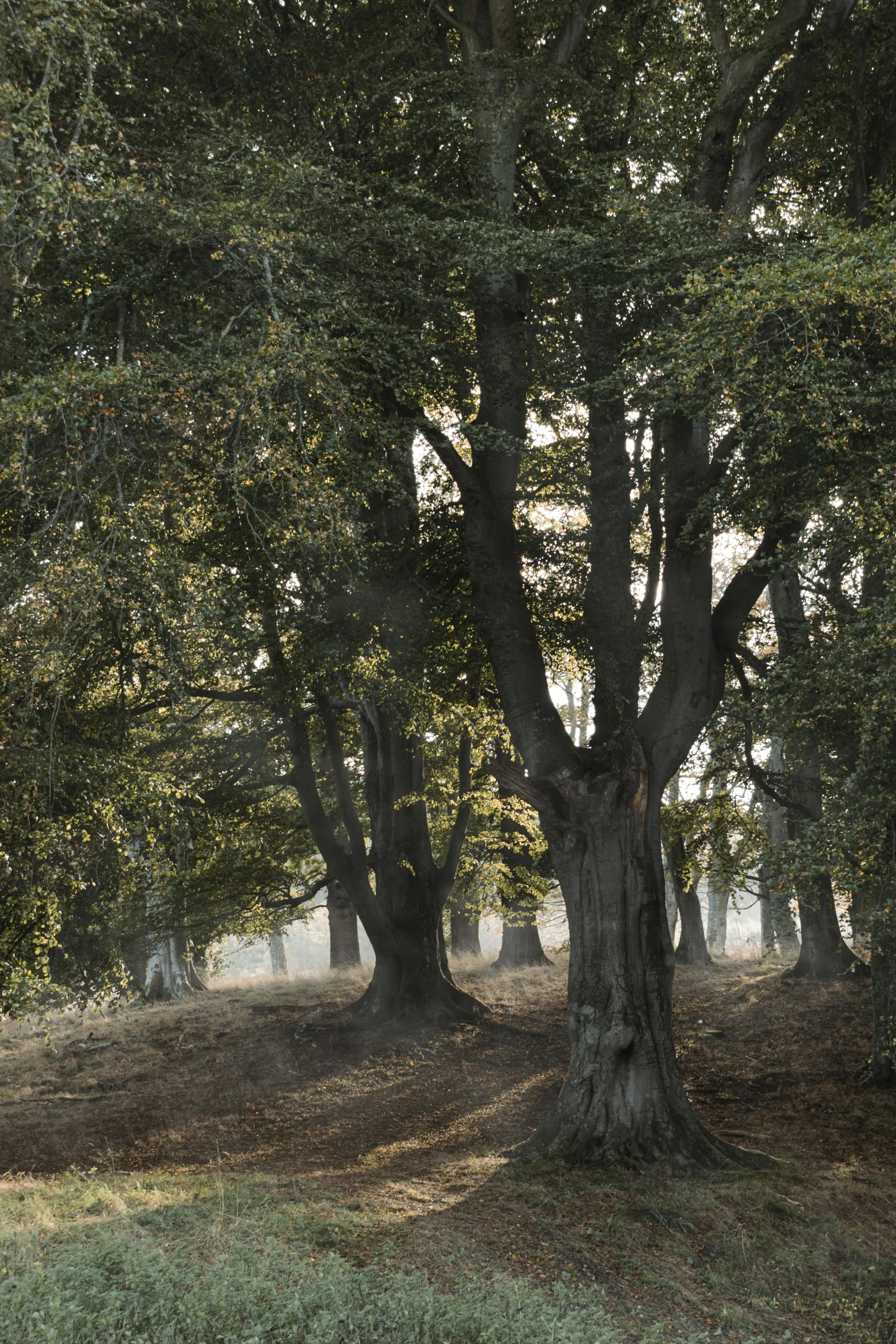 a herd of cattle standing on top of a lush green field, inspired by Patrick Nasmyth, unsplash contest winner, tonalism, huge tree trunks, autumn colour oak trees, on forest path, panoramic shot