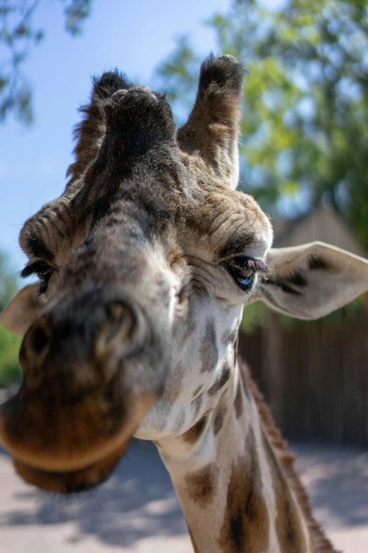 a close up of a giraffe's face with trees in the background, taken on go pro hero8, zoo, smirking, long neck
