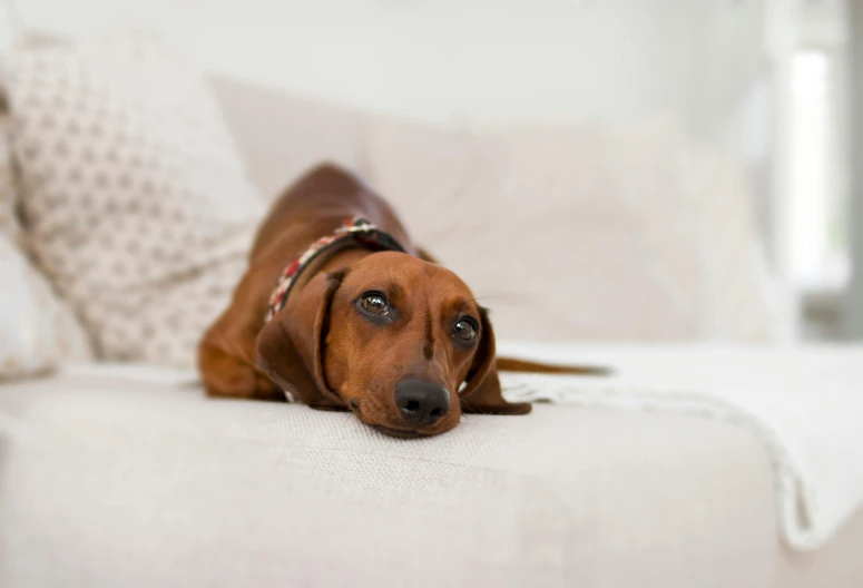 a brown dog laying on top of a white couch, by Peter Churcher, pexels, dachshund, shot on sony a 7, rectangle, soft details