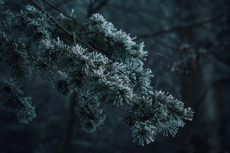 a close up of a tree branch covered in snow, an album cover, inspired by Elsa Bleda, unsplash contest winner, dark emerald mist colors, mikko lagerstedt, 🌲🌌, ice needles