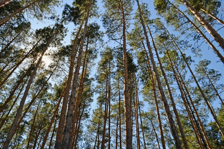 a forest filled with lots of tall pine trees, by Maksimilijan Vanka, hurufiyya, ((forest)), istock, bottom angle, camp