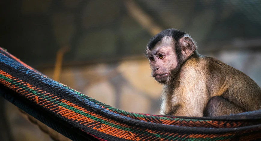 a monkey that is sitting in a hammock, by Peter Churcher, trending on pexels, renaissance, in the zoo exhibit, demur, an afghan male type, concept photo