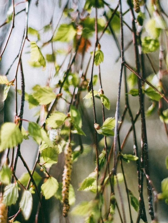 a bird sitting on a branch of a tree, inspired by Elsa Bleda, trending on unsplash, overgrown ivy plants, birch swamp, during spring, herbs hanging