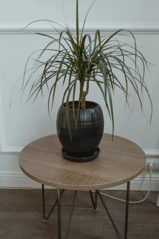 a potted plant sitting on top of a wooden table, inspired by Constantin Hansen, black and gold wires, brown:-2, round-cropped, indoor setting