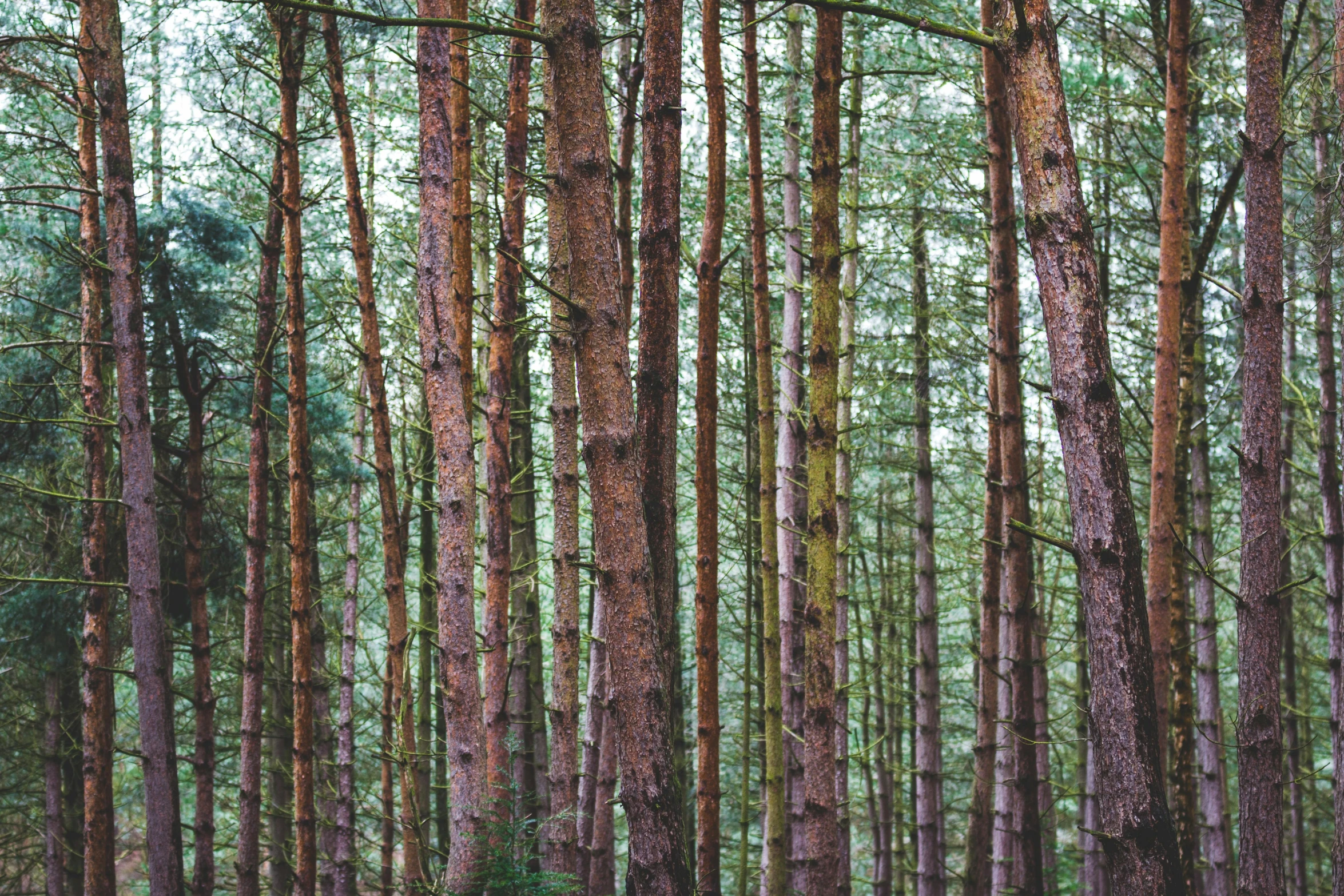 a forest filled with lots of tall trees, unsplash, renaissance, maritime pine, panels, forest of neckties, forest plains of north yorkshire