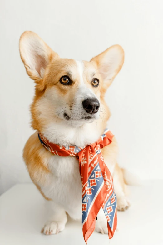 a dog wearing a red, white and blue tie, aztec, modeled, sienna, thumbnail