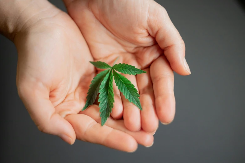 a person holding a marijuana leaf in their hands, by Julia Pishtar, different sizes, sustainable, high definition image, thumbnail